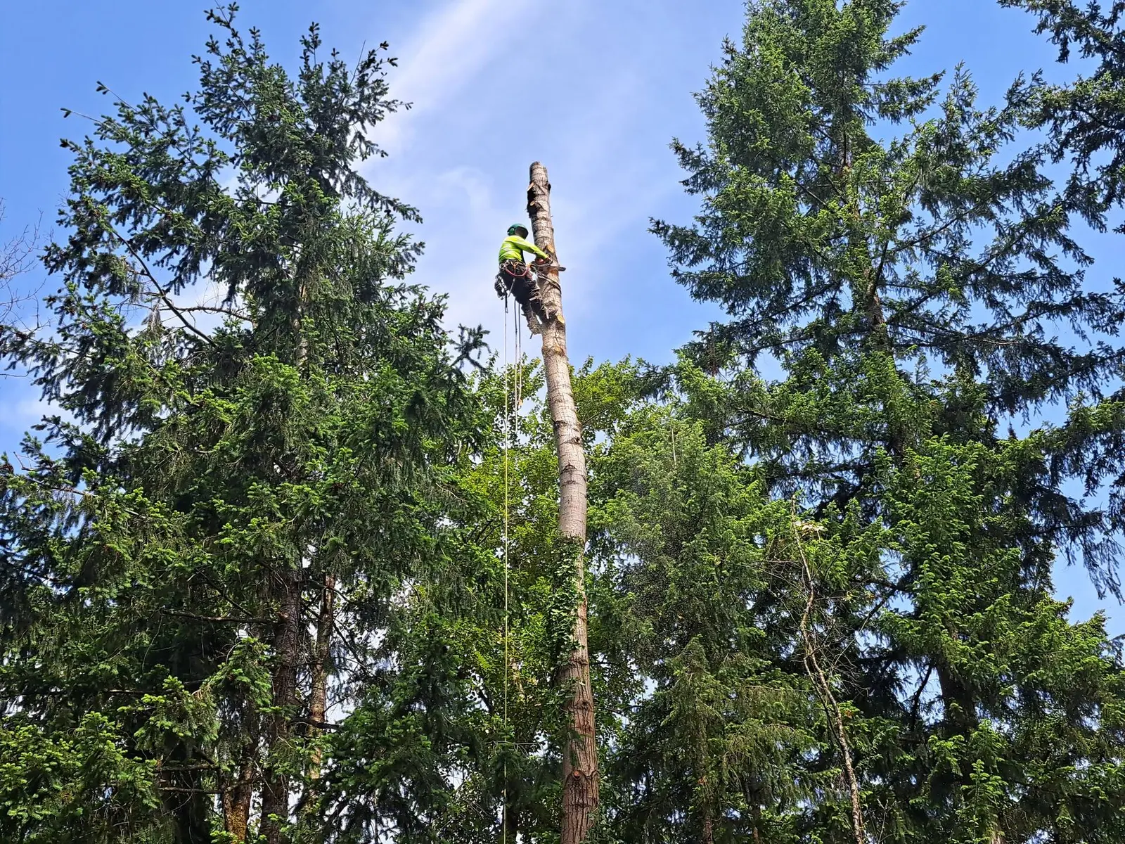ISA certified arborist climber high in a Pacific Northwest conifer canopy