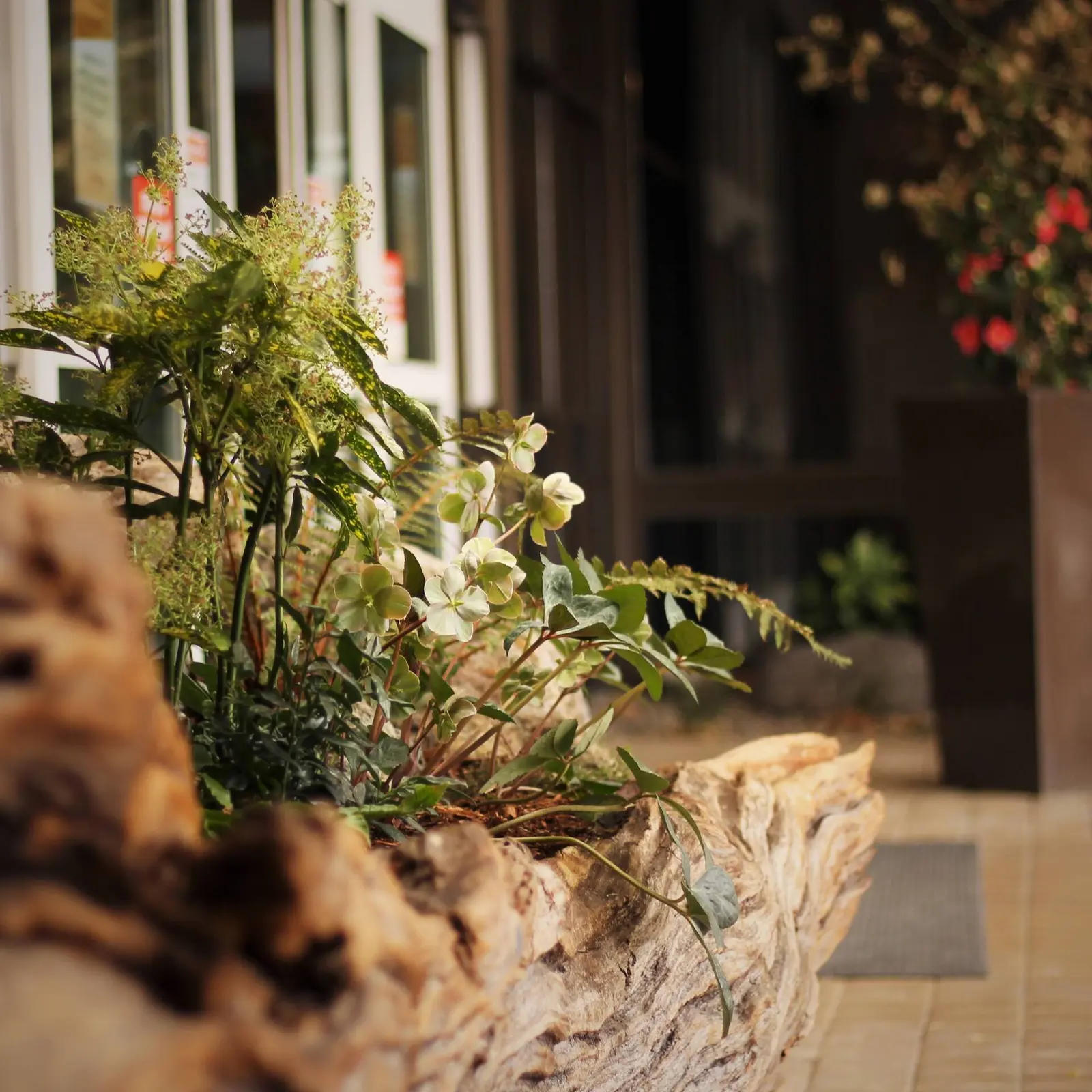 Preventative Care & Deep Root Fertilization performed by ISA-certified Peak Tree Specialists arborists