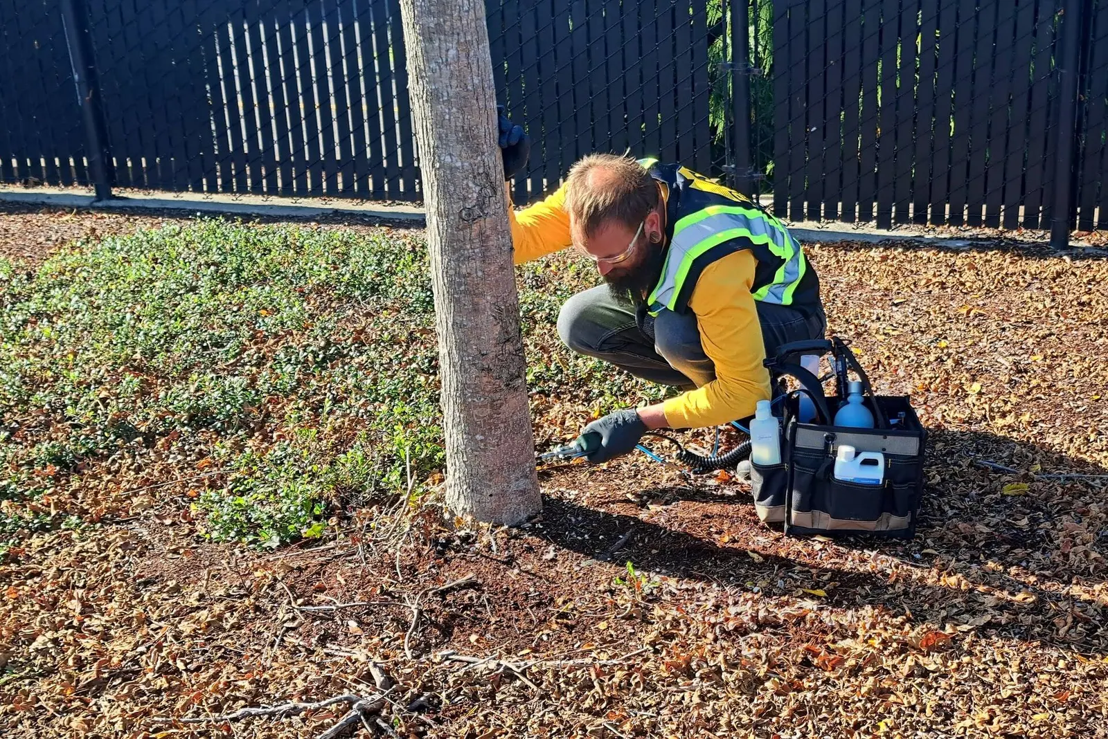 Tree Health Inspections performed by ISA-certified Peak Tree Specialists arborists