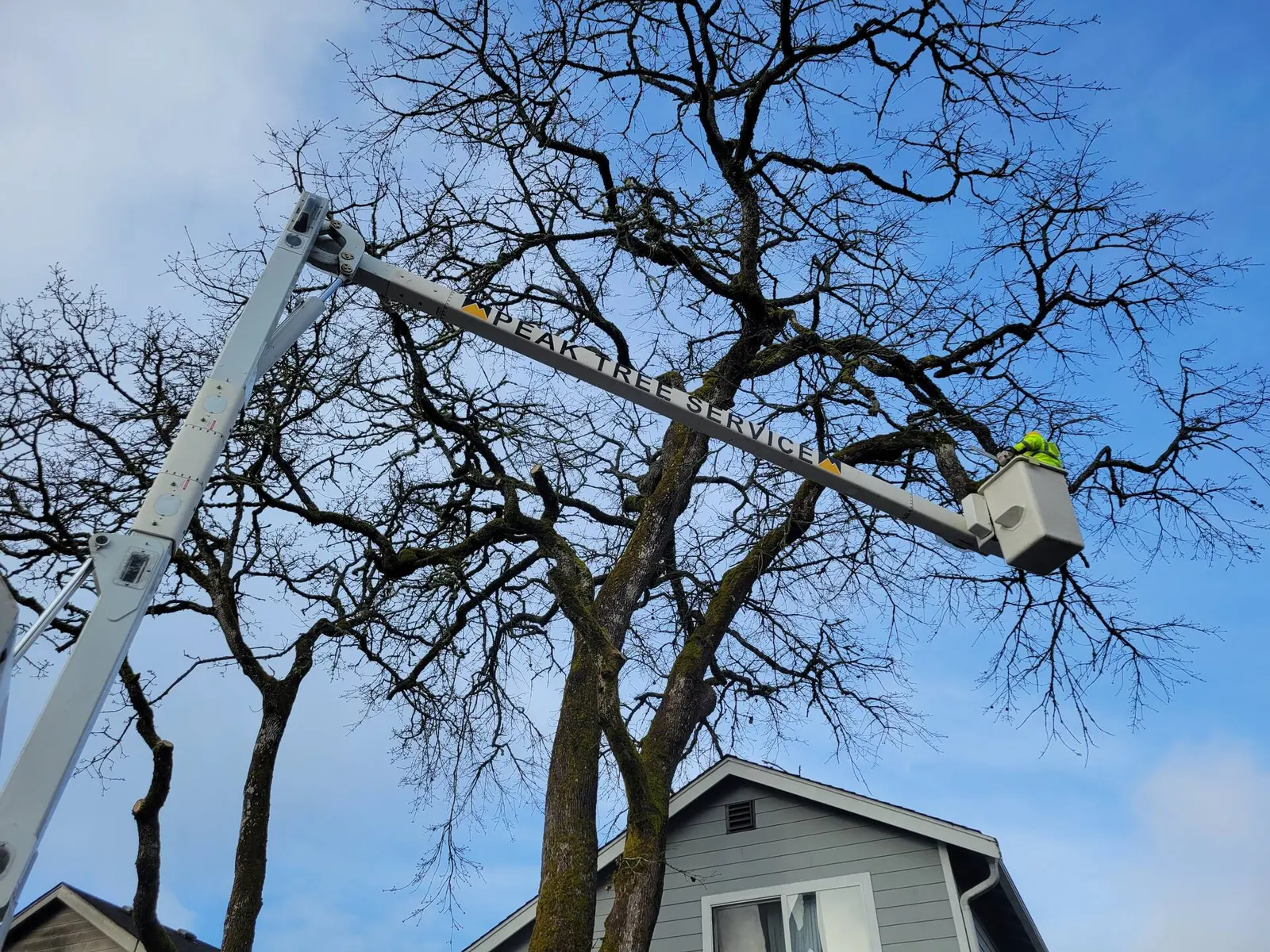 Tree Pruning performed by ISA-certified Peak Tree Specialists arborists
