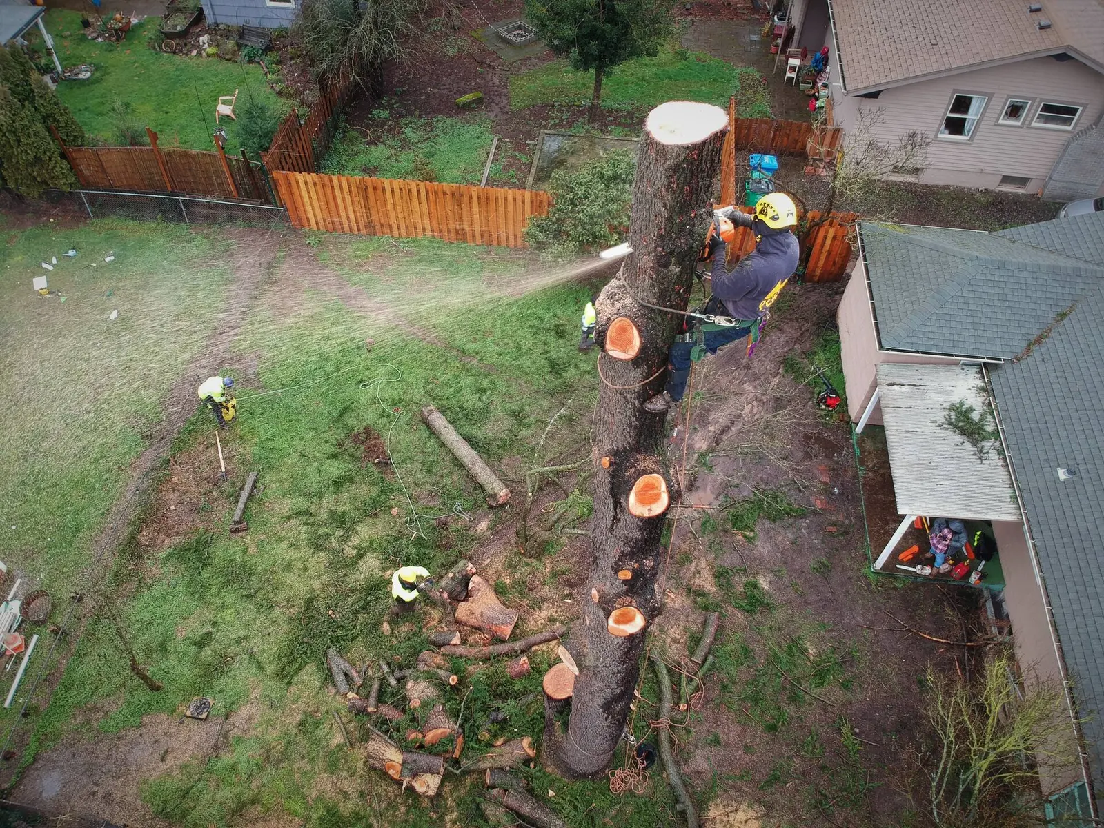 Tree Removal performed by ISA-certified Peak Tree Specialists arborists